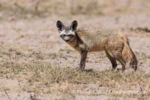 Bat-Eared Fox, Otocyon magalotis, Amboseli National Park, Otocyon magalotis