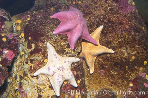 Bat stars, Asterina miniata