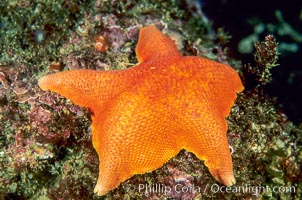 Bat star, Asterina miniata