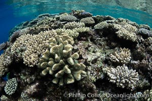 Beautiful Coral Reef Scene, Fiji, Vatu I Ra Passage, Bligh Waters, Viti Levu Island