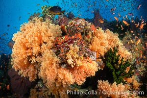 Beautiful Coral Reef Scene, Fiji. Vatu I Ra Passage, Bligh Waters, Viti Levu Island, natural history stock photograph, photo id 34973