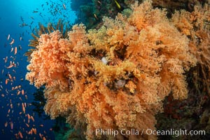 Beautiful Coral Reef Scene, Fiji. Vatu I Ra Passage, Bligh Waters, Viti Levu Island, natural history stock photograph, photo id 35035