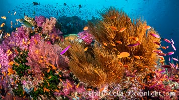 Beautiful Coral Reef Scene, Fiji. Vatu I Ra Passage, Bligh Waters, Viti Levu Island, natural history stock photograph, photo id 35040