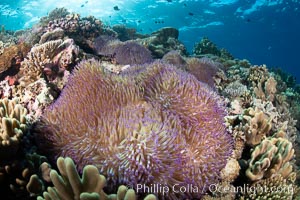 Beautiful Coral Reef Scene, Fiji. Vatu I Ra Passage, Bligh Waters, Viti Levu Island, natural history stock photograph, photo id 35044