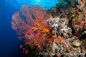 Beautiful Coral Reef Scene, Fiji. Vatu I Ra Passage, Bligh Waters, Viti Levu Island, Gorgonacea, natural history stock photograph, photo id 35046