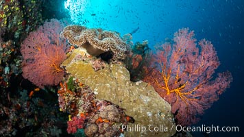 Beautiful Coral Reef Scene, Fiji, Gorgonacea, Vatu I Ra Passage, Bligh Waters, Viti Levu Island