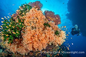 Tracy swimming alongside beautiful Dendronephthya soft corals displaying incredible color on a Fijian coral reef. Soft corals swell when the current is running and extend outward to capture passing plankton and food, Dendronephthya, Tubastrea micrantha, Vatu I Ra Passage, Bligh Waters, Viti Levu Island