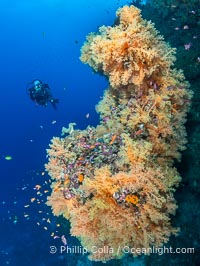 Tracy and one of the beautiful outcroppings of Golden Yellow Dendronephthya soft coral at the "Mellow Yellow" dive site. Beautiful Dendronephthya soft corals display incredible color on Fijian coral reefs. They swell when the current is running and extend outward to capture passing plankton and food, Dendronephthya, Vatu I Ra Passage, Bligh Waters, Viti Levu Island