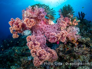 Beautiful Dendronephthya soft corals display incredible color on Fijian coral reefs. Two crinoids (feather stars) cling to the top of the reef structure. Soft corals swell when the current is running and extend outward to capture passing plankton and food, Dendronephthya, Namena Marine Reserve