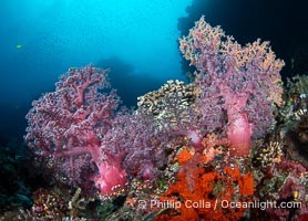 Beautiful Dendronephthya soft corals display incredible color on Fijian coral reefs. They swell when the current is running and extend outward to capture passing plankton and food, Dendronephthya, Vatu I Ra Passage, Bligh Waters, Viti Levu Island