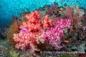 Beautiful Dendronephthya soft corals display incredible color on Fijian coral reefs. They swell when the current is running and extend outward to capture passing plankton and food, Dendronephthya, Vatu I Ra Passage, Bligh Waters, Viti Levu Island