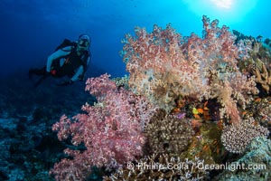 Beautiful Dendronephthya soft corals display incredible color on Fijian coral reefs. They swell when the current is running and extend outward to capture passing plankton and food, Dendronephthya, Namena Marine Reserve