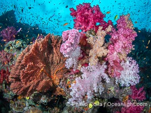 Beautiful Dendronephthya soft corals display incredible color on Fijian coral reefs. They swell when the current is running and extend outward to capture passing plankton and food, Dendronephthya, Namena Marine Reserve