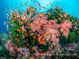 Beautiful Dendronephthya soft corals display incredible color on Fijian coral reefs. They swell when the current is running and extend outward to capture passing plankton and food, Dendronephthya