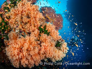 Beautiful Dendronephthya soft corals display incredible color on Fijian coral reefs. They swell when the current is running and extend outward to capture passing plankton and food, Dendronephthya, Vatu I Ra Passage, Bligh Waters, Viti Levu Island