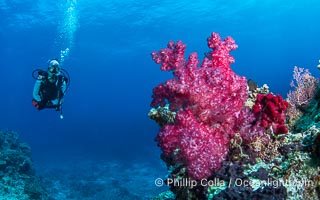 Beautiful Dendronephthya soft corals display incredible color on Fijian coral reefs. They swell when the current is running and extend outward to capture passing plankton and food, Dendronephthya, Namena Marine Reserve