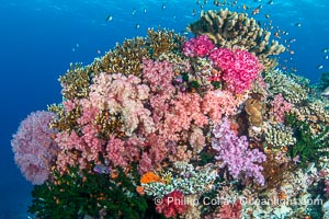 Beautiful Dendronephthya soft corals display incredible color on Fijian coral reefs. They swell when the current is running and extend outward to capture passing plankton and food, Dendronephthya