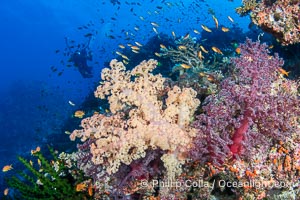 Beautiful Dendronephthya soft corals display incredible color on Fijian coral reefs. They swell when the current is running and extend outward to capture passing plankton and food, Dendronephthya, Namena Marine Reserve