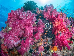 Beautiful Dendronephthya soft corals display incredible color on Fijian coral reefs. They swell when the current is running and extend outward to capture passing plankton and food, Dendronephthya, Namena Marine Reserve