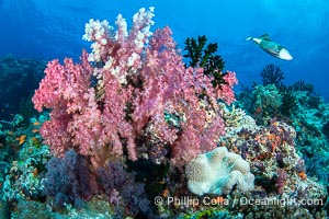 Beautiful Dendronephthya soft corals display incredible color on Fijian coral reefs. They swell when the current is running and extend outward to capture passing plankton and food, Dendronephthya, Namena Marine Reserve