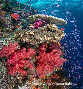 Beautiful Dendronephthya soft corals display incredible color on Fijian coral reefs. They swell when the current is running and extend outward to capture passing plankton and food, Dendronephthya, Namena Marine Reserve