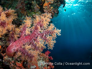 Beautiful Dendronephthya soft corals display incredible color on Fijian coral reefs. They swell when the current is running and extend outward to capture passing plankton and food, Dendronephthya