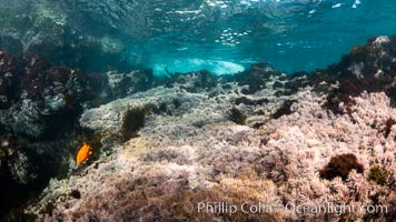 Beautiful Field of Red Marine Algae, Coronado Islands, Mexico, Coronado Islands (Islas Coronado)