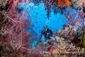 Tracy peers through a dense school of purple anthias fishes and sea fans in a natural coral arch at the dive site Kansas. Beautiful Fijian Coral Reef with a Mix of Hard and Colorful Soft Corals, Pseudanthias, Namena Marine Reserve