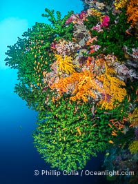 Beautiful Fijian Coral Reef with a Mix of Hard and Soft Corals, Tubastrea micrantha, Vatu I Ra Passage, Bligh Waters, Viti Levu Island