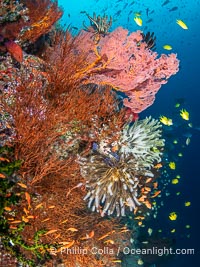 Beautiful Fijian Coral Reef with a Mix of Hard and Colorful Soft Corals, Vatu I Ra Passage, Bligh Waters, Viti Levu Island