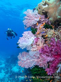 Beautiful Fijian Coral Reef with a Mix of Hard and Colorful Soft Corals, Namena Marine Reserve
