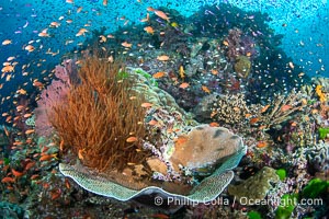 Beautiful Fijian Coral Reef with a Mix of Hard and Colorful Soft Corals, Vatu I Ra Passage, Bligh Waters, Viti Levu Island