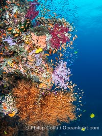 Beautiful Fijian Coral Reef with a Mix of Hard and Colorful Soft Corals