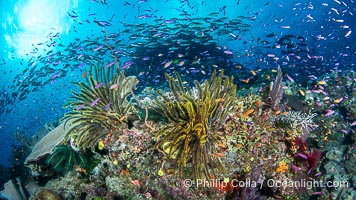 Beautiful Fijian Coral Reef with a Mix of Hard and Colorful Soft Corals, Namena Marine Reserve