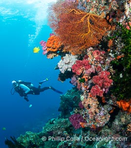 Beautiful Fijian Coral Reef with a Mix of Hard and Colorful Soft Corals, Vatu I Ra Passage, Bligh Waters, Viti Levu Island