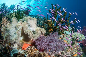 Beautiful Fijian Coral Reef with a Mix of Hard and Colorful Soft Corals, Namena Marine Reserve