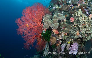 Beautiful Fijian Coral Reef with a Mix of Hard and Colorful Soft Corals