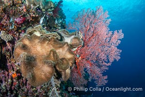 Beautiful Fijian Coral Reef with a Mix of Hard and Colorful Soft Corals