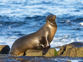 Beautiful golden female Calfornia sea lion on rocks at sunrise. This sea lion has hauled out of the ocean onto rocks near Point La Jolla to rest and warm in the morning sun, Zalophus californianus