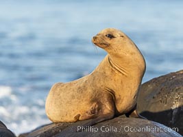 Beautiful golden female Calfornia sea lion on rocks at sunrise. This sea lion has hauled out of the ocean onto rocks near Point La Jolla to rest and warm in the morning sun, Zalophus californianus