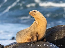 Beautiful golden female Calfornia sea lion on rocks at sunrise. This sea lion has hauled out of the ocean onto rocks near Point La Jolla to rest and warm in the morning sun, Zalophus californianus