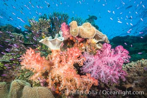 Spectacular pristine tropical reef, including dendronephthya soft corals, sarcophyton leather corals and schooling Anthias fishes, pulsing with life in a strong current over a pristine coral reef. Fiji is known as the soft coral capitlal of the world, Dendronephthya, Pseudanthias, Sarcophyton, Namena Marine Reserve, Namena Island