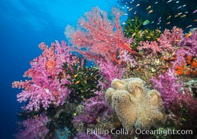 Spectacular pristine tropical reef, including dendronephthya soft corals, sarcophyton leather corals and schooling Anthias fishes, pulsing with life in a strong current over a pristine coral reef. Fiji is known as the soft coral capitlal of the world, Dendronephthya, Pseudanthias, Sarcophyton, Tubastrea micrantha, Namena Marine Reserve, Namena Island