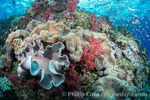 Spectacular pristine tropical reef, including dendronephthya soft corals, sarcophyton leather corals and schooling Anthias fishes, pulsing with life in a strong current over a pristine coral reef. Fiji is known as the soft coral capitlal of the world, Dendronephthya, Pseudanthias, Sarcophyton, Vatu I Ra Passage, Bligh Waters, Viti Levu  Island