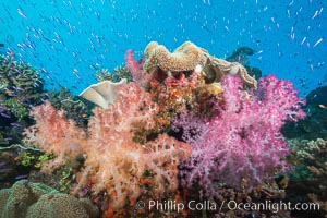 Spectacular pristine tropical reef, including dendronephthya soft corals, sarcophyton leather corals and schooling Anthias fishes, pulsing with life in a strong current over a pristine coral reef. Fiji is known as the soft coral capitlal of the world, Dendronephthya, Pseudanthias, Sarcophyton, Namena Marine Reserve, Namena Island