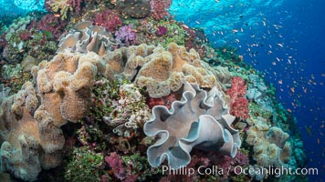 Spectacular pristine tropical reef, including dendronephthya soft corals, sarcophyton leather corals and schooling Anthias fishes, pulsing with life in a strong current over a pristine coral reef. Fiji is known as the soft coral capitlal of the world, Dendronephthya, Pseudanthias, Sarcophyton, Vatu I Ra Passage, Bligh Waters, Viti Levu  Island