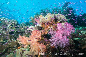 Spectacular pristine tropical reef, including dendronephthya soft corals, sarcophyton leather corals and schooling Anthias fishes, pulsing with life in a strong current over a pristine coral reef. Fiji is known as the soft coral capitlal of the world, Dendronephthya, Pseudanthias, Sarcophyton, Namena Marine Reserve, Namena Island