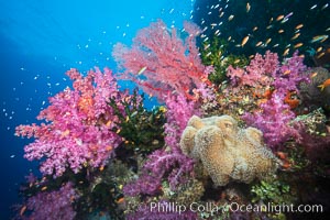 Spectacular pristine tropical reef, including dendronephthya soft corals, sarcophyton leather corals and schooling Anthias fishes, pulsing with life in a strong current over a pristine coral reef. Fiji is known as the soft coral capitlal of the world, Dendronephthya, Pseudanthias, Sarcophyton, Namena Marine Reserve, Namena Island