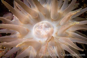 Beautiful Anemone on Rocky Reef near Vancouver Island, Queen Charlotte Strait, Browning Pass, Canada