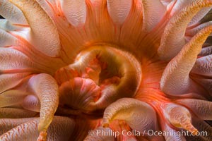 Beautiful Anemone on Rocky Reef near Vancouver Island, Queen Charlotte Strait, Browning Pass, Canada